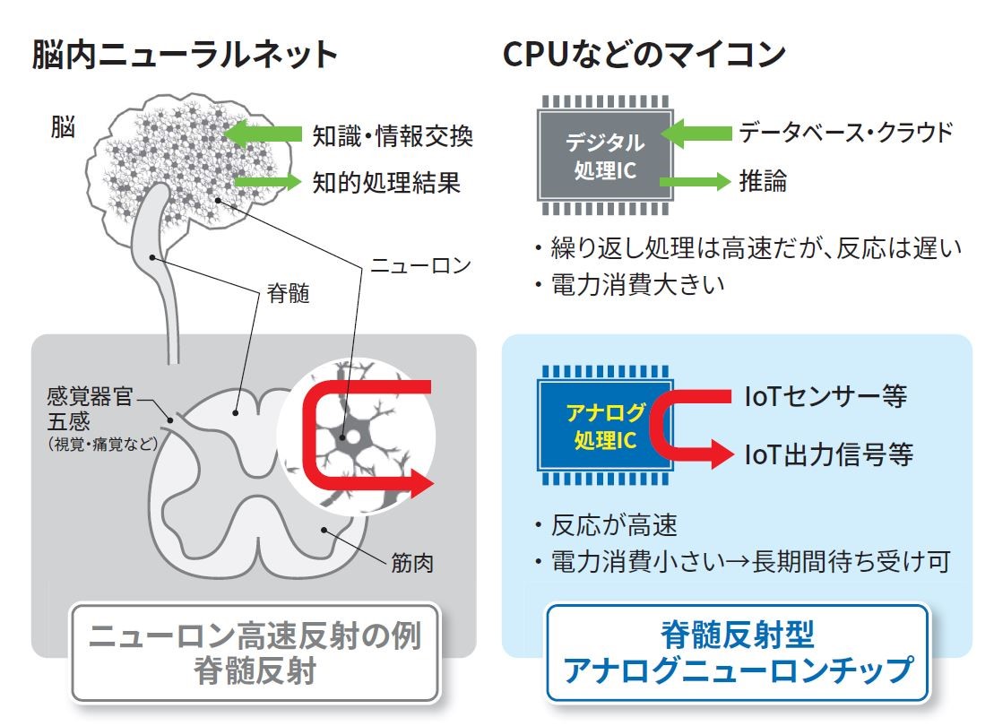 図1 脊髄反射型ニューラルネットと開発したアナログニューロンチップの位置づけ